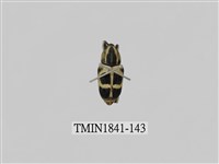 藏品(菲律賓產昆蟲)的圖片